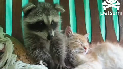 Raccoon Thinks A Kitten Is His Teddy Bear