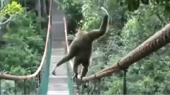 Monkey Crossing Bridge On A Tight Rope