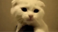 Cutest Kitten Compilation In The World