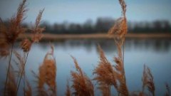 Absences
