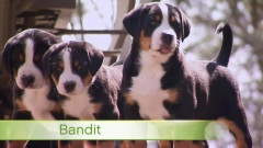 Swiss Mountain Dogs Hike