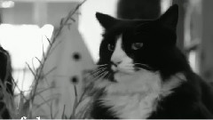 Henri,Le Chat Noir