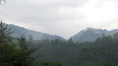 红色摇篮,绿色井冈