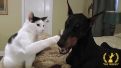 The Kitten And His Doberman