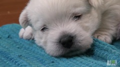 Westie Plays Hide And Seek