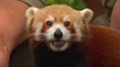 Red Pandas (Yoddah and Pasang)