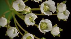 Macro Timelapse