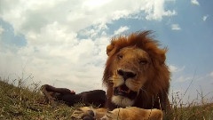 MAN AND BEAST