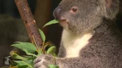 Koala (April)