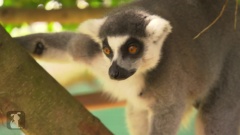 Ring Tailed Lemurs (Vatobe&Va-tob-ee)