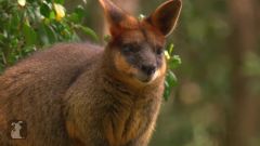 Kangaroos (Amy)
