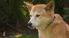 Dingos (Mia)