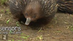 Echidnas (Three Foot And Co)