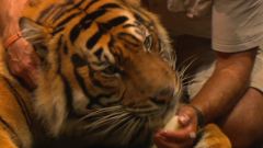 Tiger (Bashii)