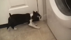 Puppy Vs.Doorstop