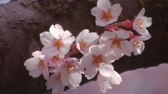 Black Is The Colour Phil Coulter
