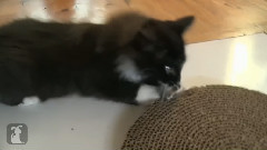 It's My Mousie,So Fluff Off