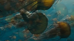 The Birth Of Life