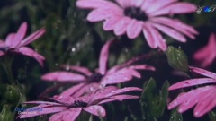 Downpour