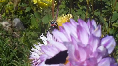 Our Garden