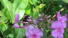 Flight Of The Bumblebee