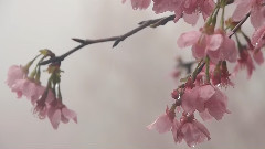 阳明山的春樱在雨雾里