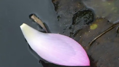 莲(Lotus In The Rain)