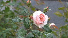 Rainy Nakanoshima Rose Garden