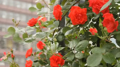 2012 Nakanoshima Rose Garden
