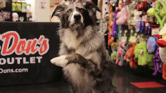 Pet Adoption