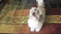 Meet Cody The Screaming Dog