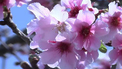Lake Balboa Cherry Blossoms 2014