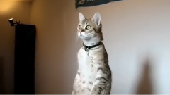 Какво ли гледа това коте