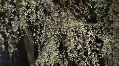 月娘浮光