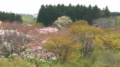 花如梦