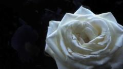 Fragrance Explosion