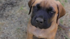Floppy English Mastiff Puppies