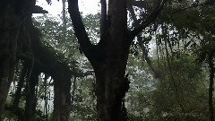 松林清音