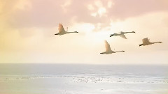 Age Of Echoes - Taking Flight