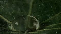 Rain Of Love