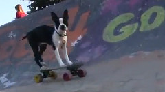 Dogs of Summer