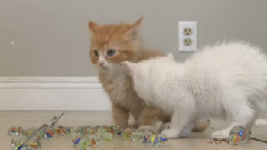 Kittens Better At Marbles Than You