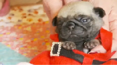 Santa Pug Puppy