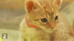 Bottle Feeding Ocicat Kittens