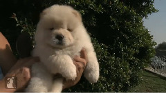 Brushing A Fluffy Chow Puppy