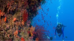 Coral Reef Adventure