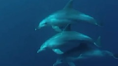 Sea Of Mozambique