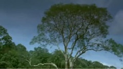 Green Feed