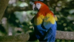 The Bird In People
