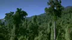 Cloud Forest